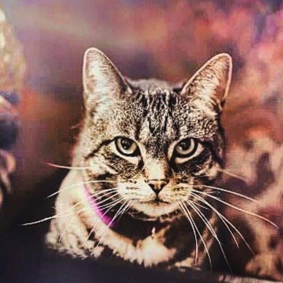 Thank YOU for shopping my closet.  Reasonable Offers are welcome! - Picture 4 of 15